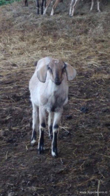 Anglonubijská koza - foto 2