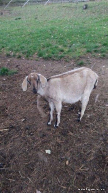 Anglonubijská koza - foto 3