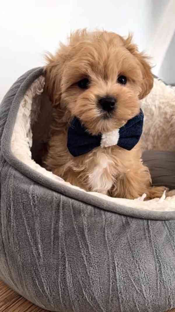 Nabízíme krásná štěňata Maltipoo F1 - foto 1