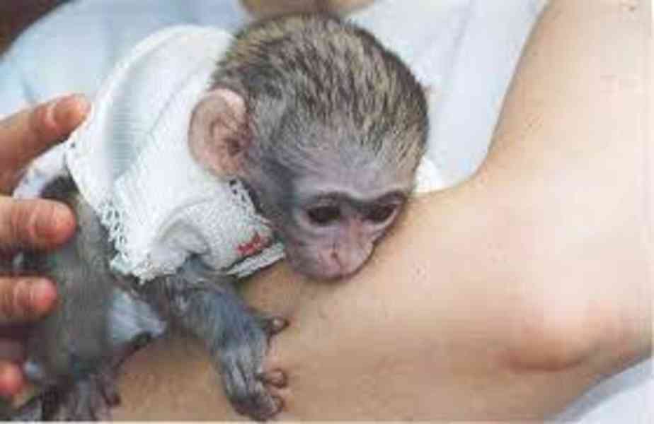 K dispozici zdravá kapucínská opice - foto 1