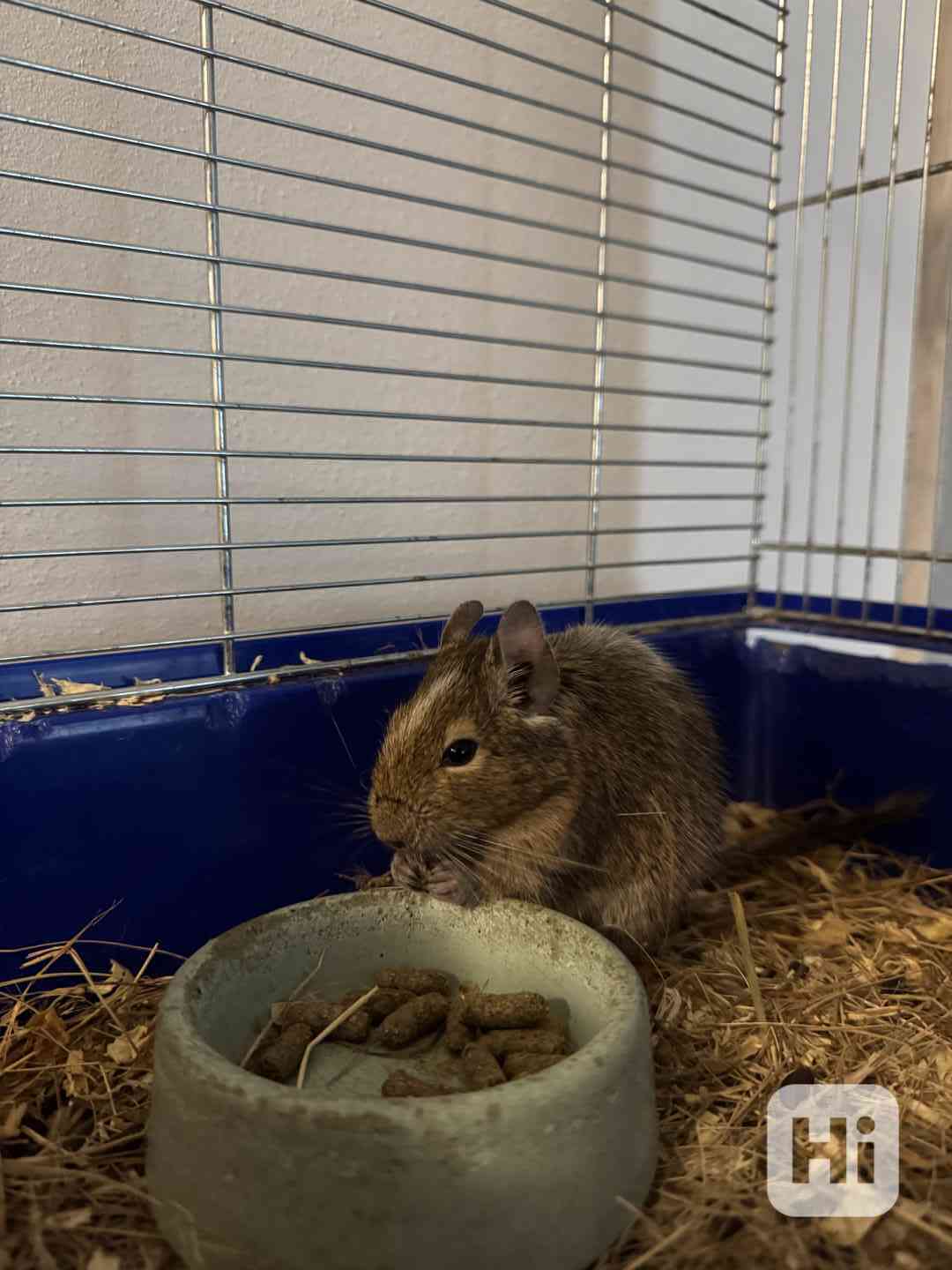 Osmák degu - foto 1