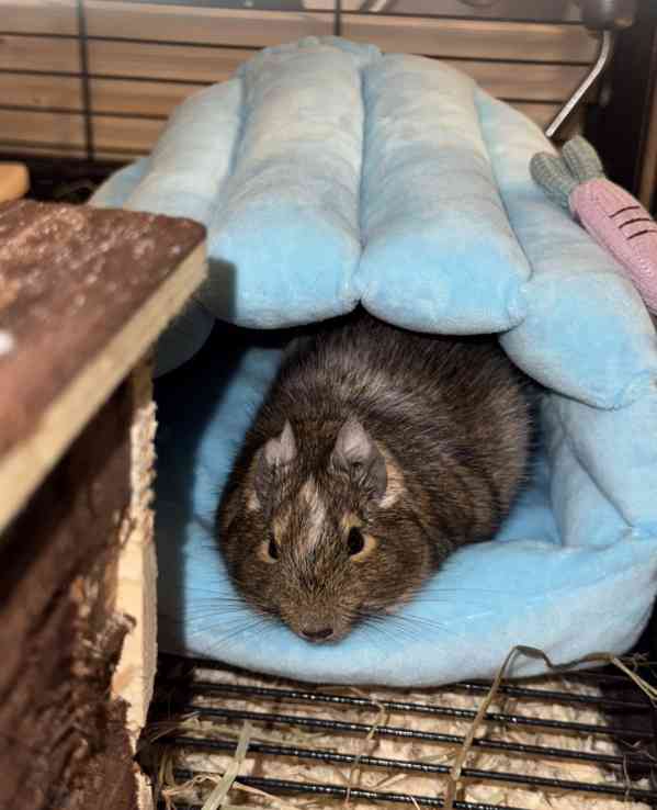 Osmák degu - foto 3