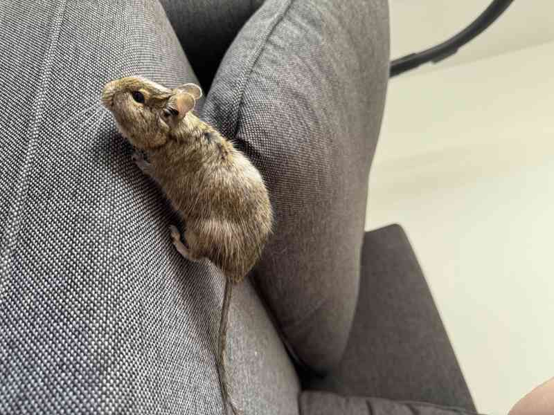 Osmák degu - foto 2