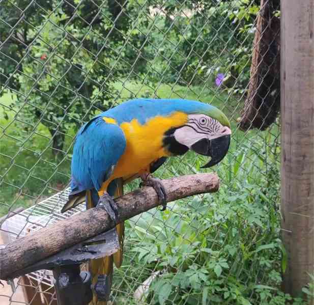 Modro-zlatí papoušci arové k dispozici