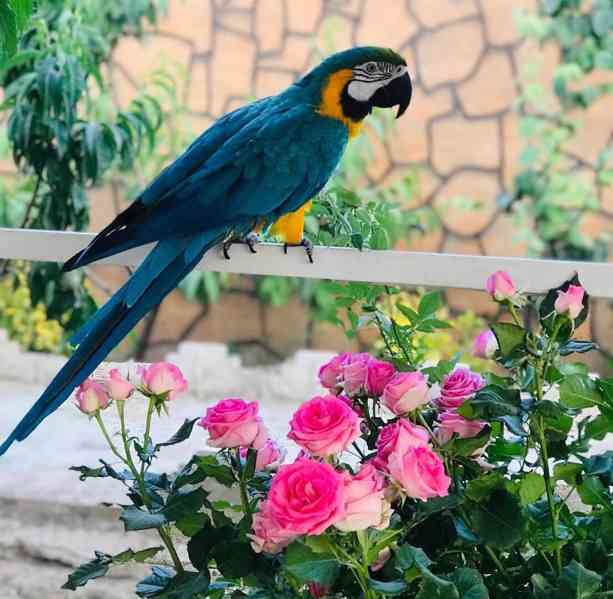 Modro-zlatí papoušci arové k dispozici - foto 3