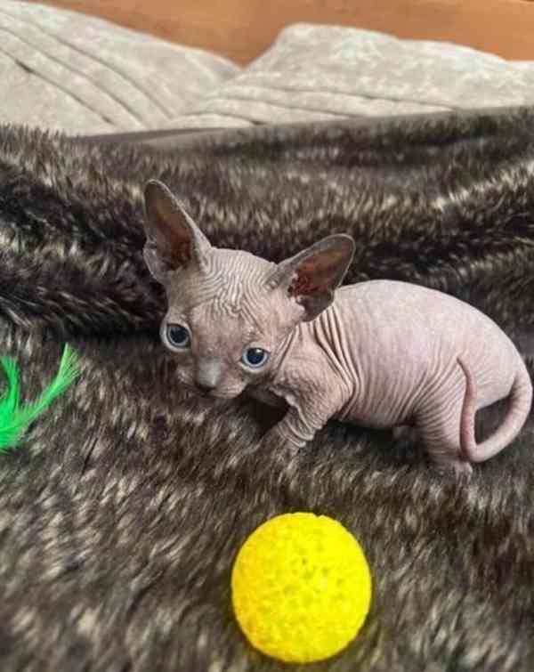 Malá roztomilá koťátka Sphynx na prodej..🤍 - foto 3