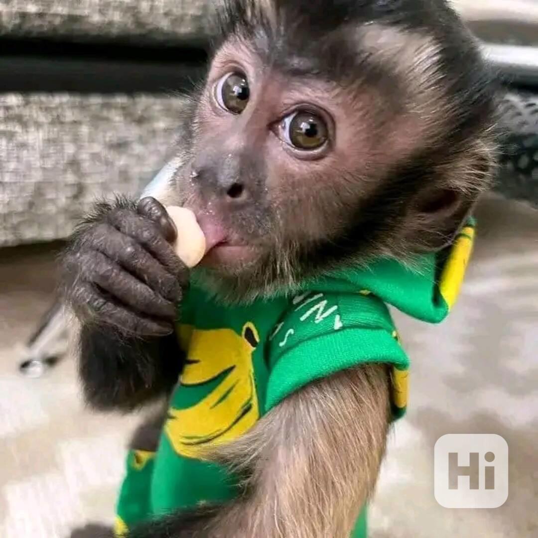  Adoptujte si tyto roztomilé kapucíny - foto 1