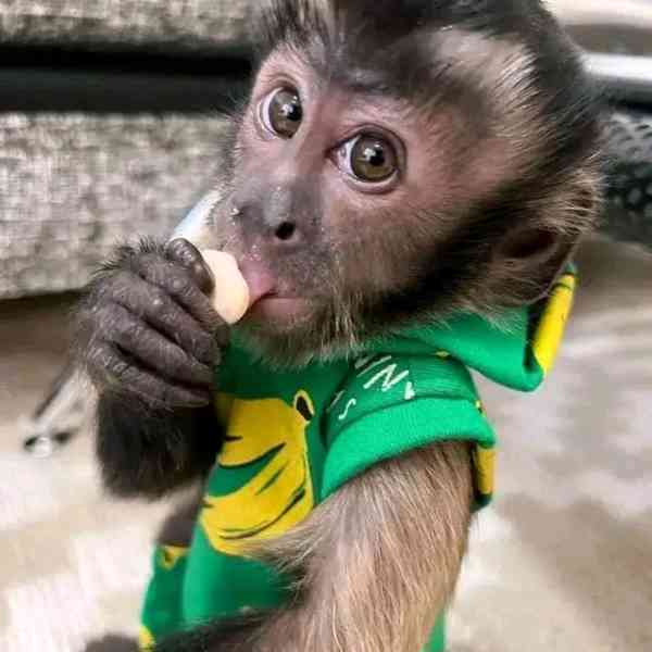  Adoptujte si tyto roztomilé kapucíny