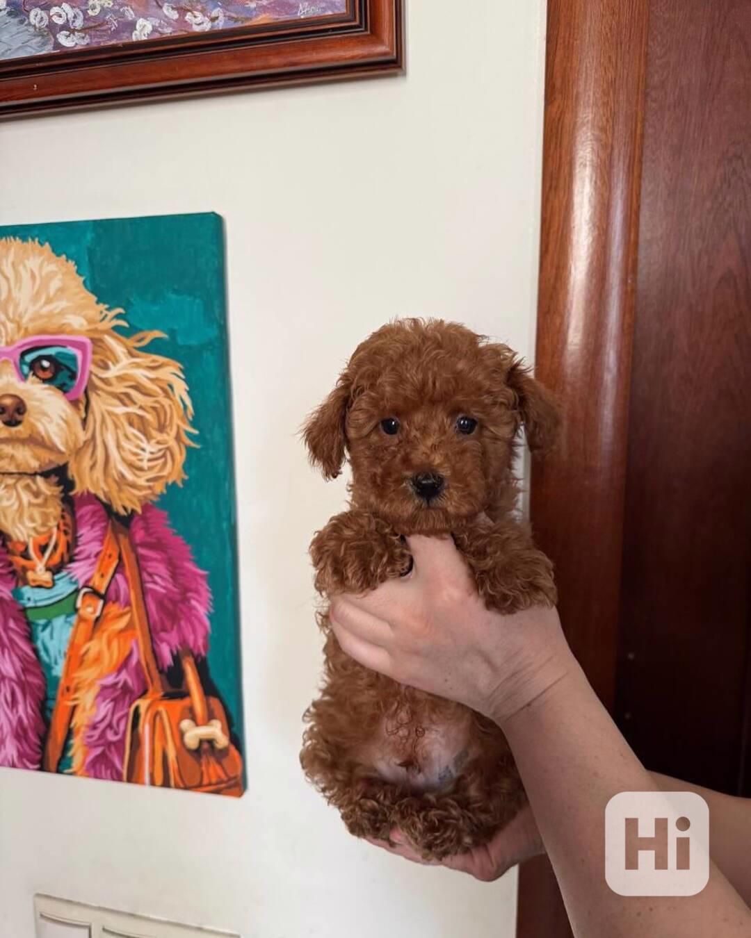 Tato stylová štěňátka milují opalování na promenádě, hraní s - foto 1