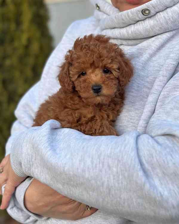 Tato stylová štěňátka milují opalování na promenádě, hraní s - foto 2