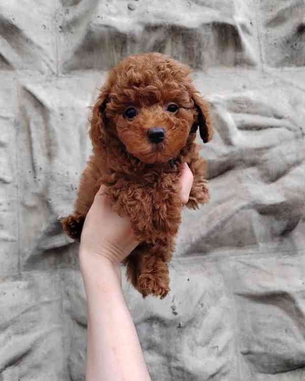 Tato stylová štěňátka milují opalování na promenádě, hraní s - foto 3