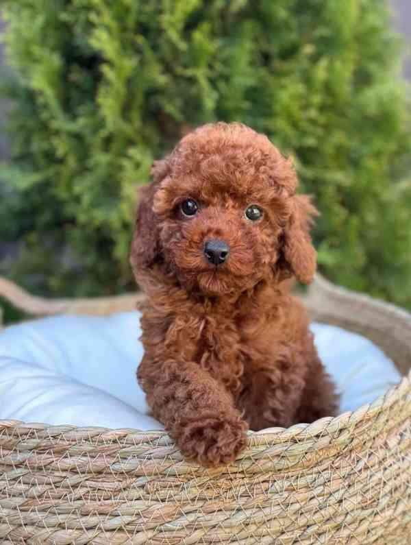 Tato stylová štěňátka milují opalování na promenádě, hraní s - foto 4