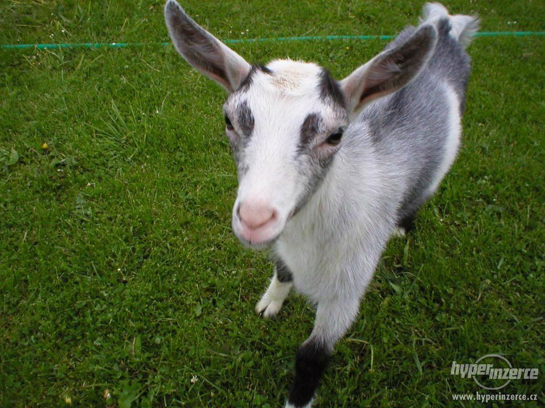 Prodám kozičku - foto 1