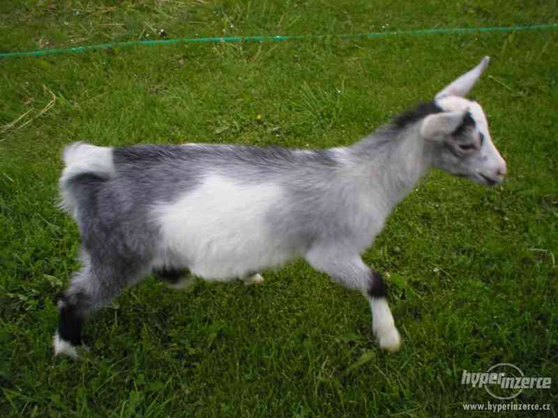 Prodám kozičku - foto 2