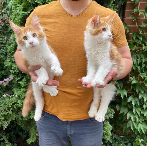 Rozkošná koťátka Maine Coon – připravená na milující domov  - foto 3