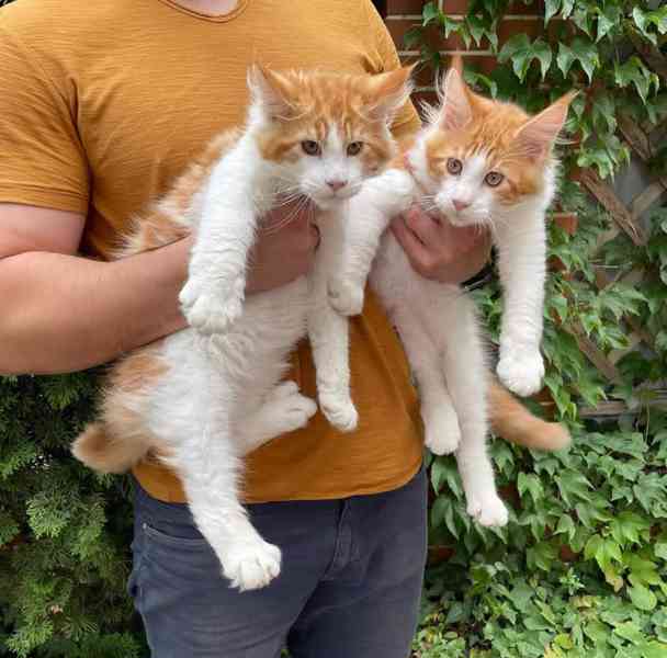 Rozkošná koťátka Maine Coon – připravená na milující domov  - foto 2