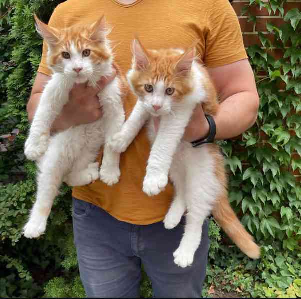 Rozkošná koťátka Maine Coon – připravená na milující domov  - foto 1