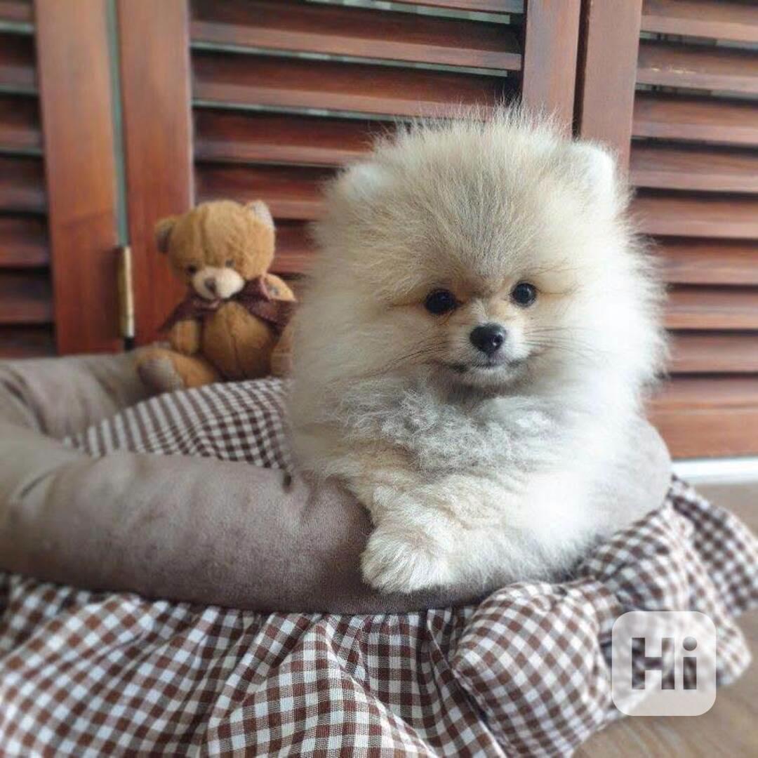 Nabízím k prodeji štěňata pomeraniana - foto 1