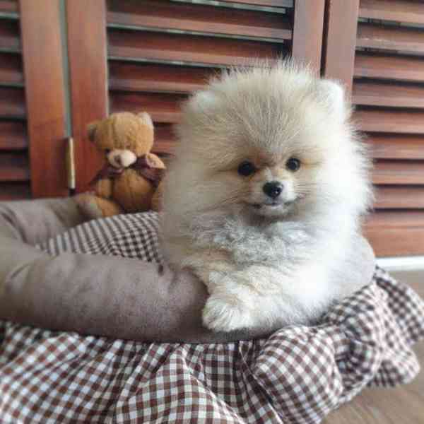 Nabízím k prodeji štěňata pomeraniana