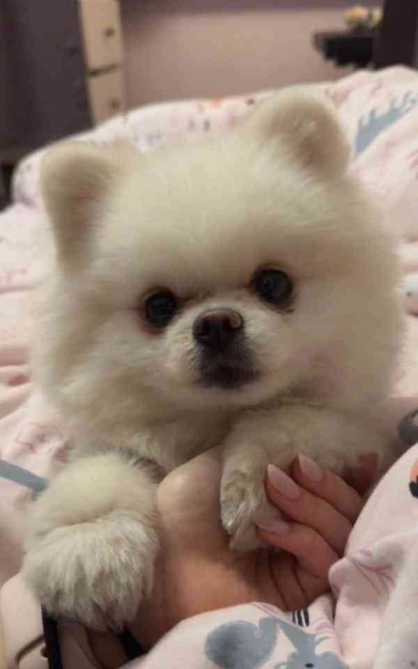 Nabízím k prodeji štěňata pomeraniana - foto 3