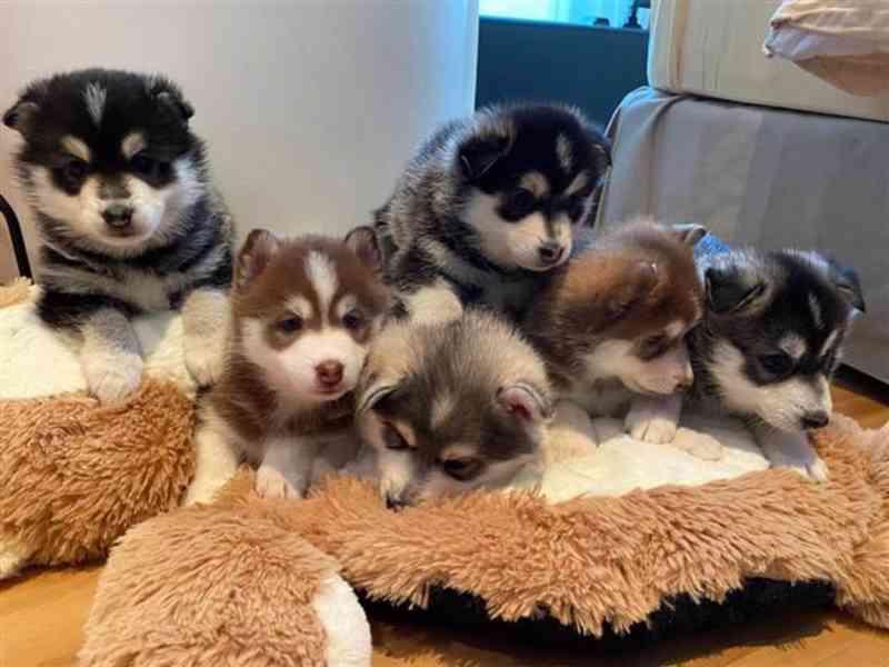 Štěňata huskyho připravená do nového domova