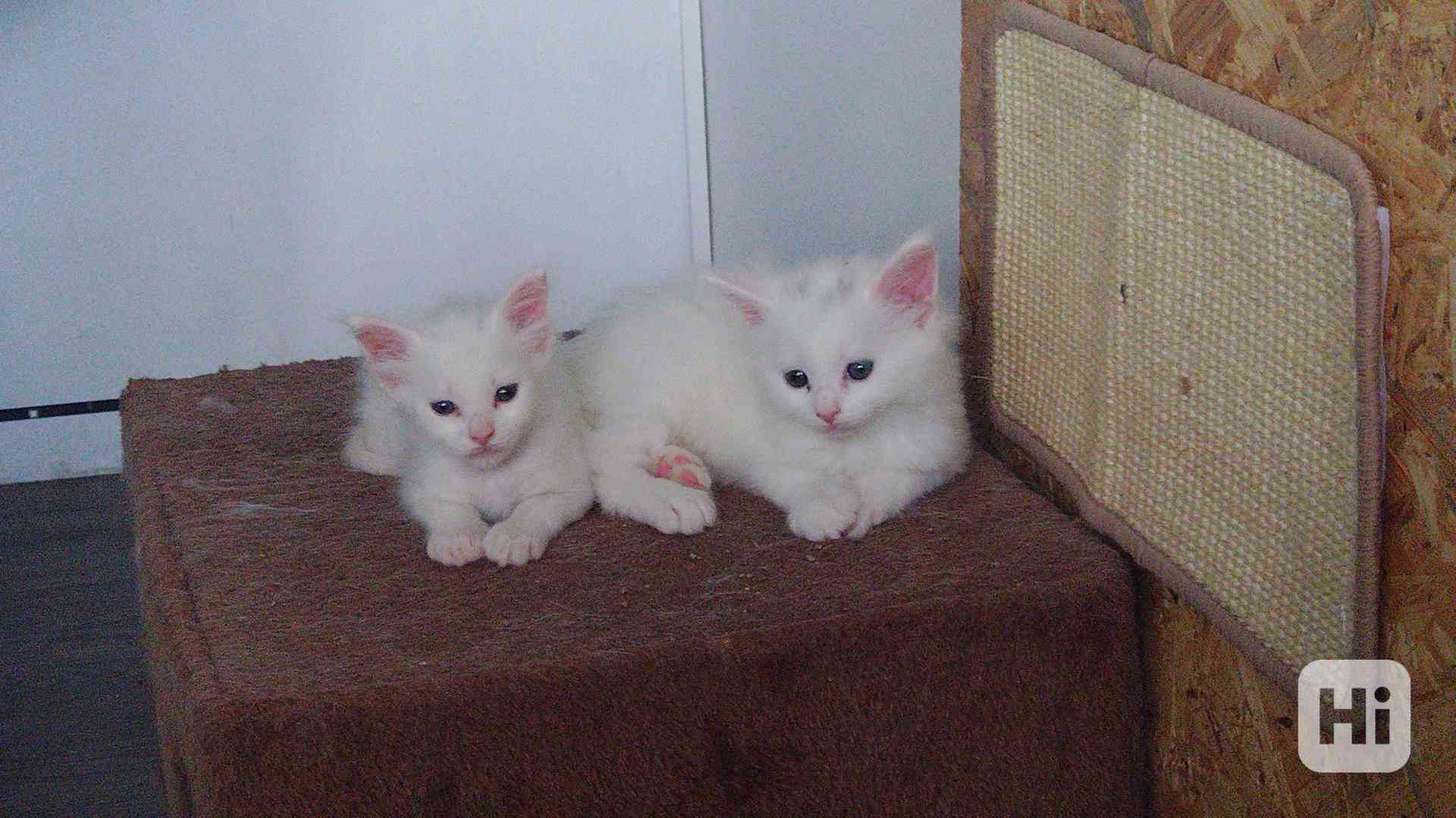 Mainská mývalí koťátka  - foto 1