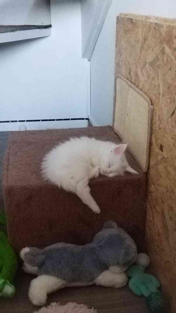 Mainská mývalí koťátka  - foto 5