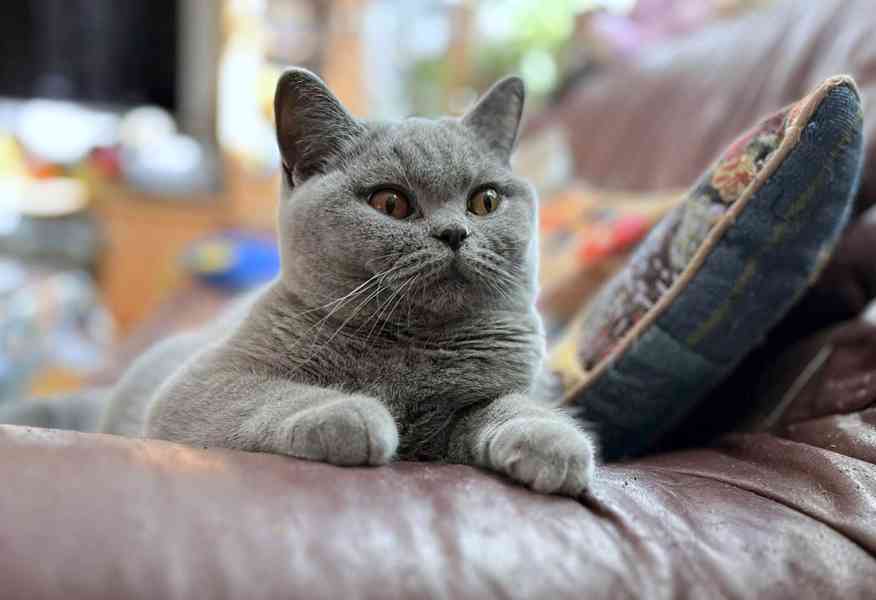 Britská modrá kočička s PP(FIFe) - foto 2