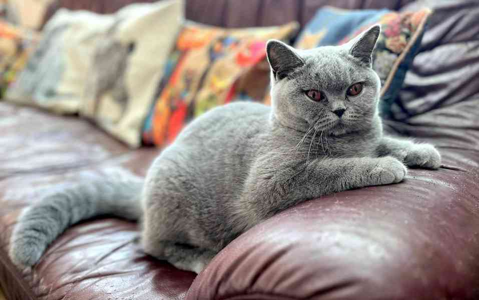 Britská modrá kočička s PP(FIFe)