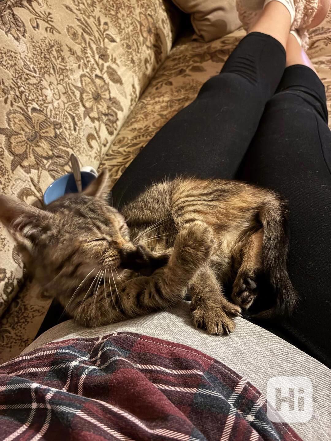 Darujeme naši umazlenou kočičku - foto 1