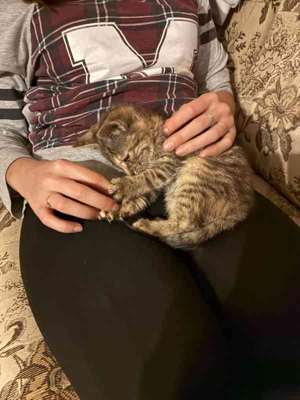 Darujeme naši umazlenou kočičku - foto 2