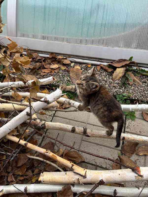 Darujeme naši umazlenou kočičku - foto 7