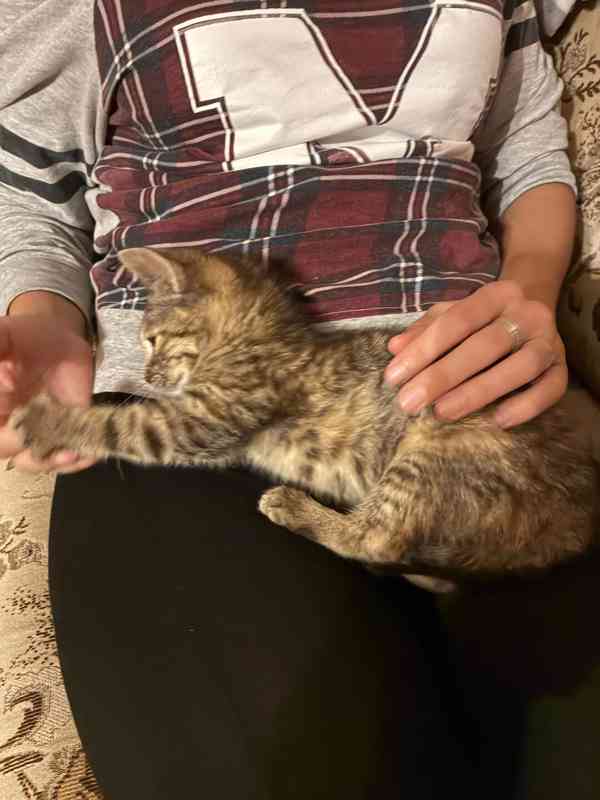 Darujeme naši umazlenou kočičku - foto 3