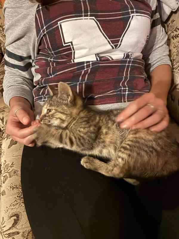 Darujeme naši umazlenou kočičku - foto 4