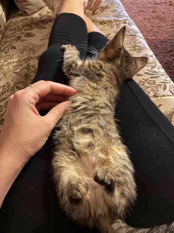 Darujeme naši umazlenou kočičku - foto 6