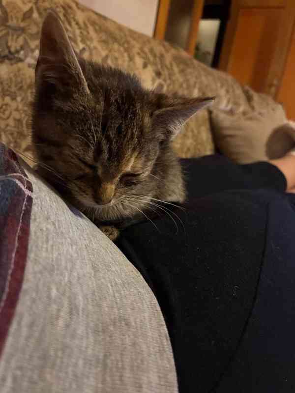 Darujeme naši umazlenou kočičku - foto 5