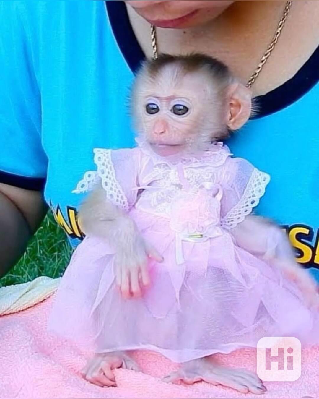 Zdarma Dítě kapucínské opice k adopci nyní zdarma   - foto 1