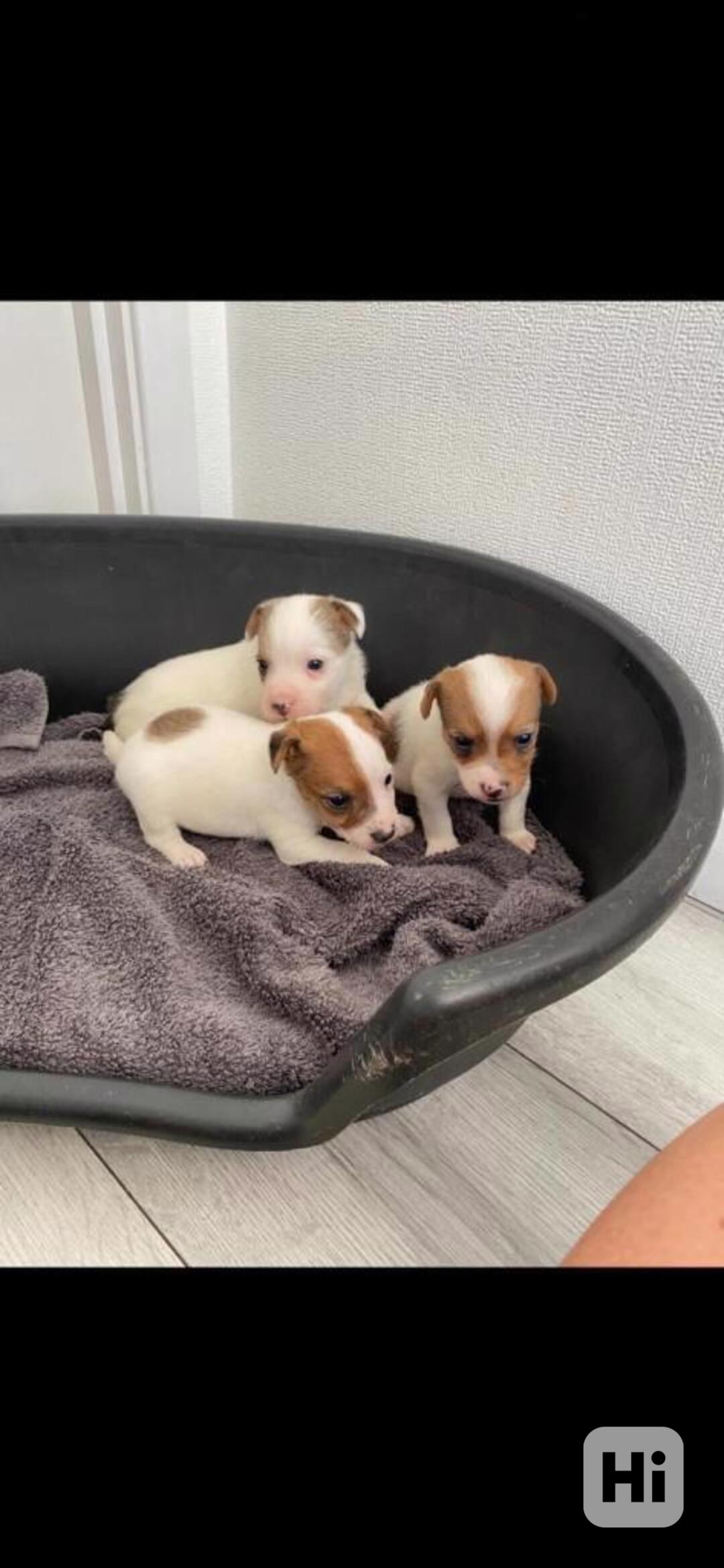 fenky a pejsky Jack Russell teriéra s PP - foto 1