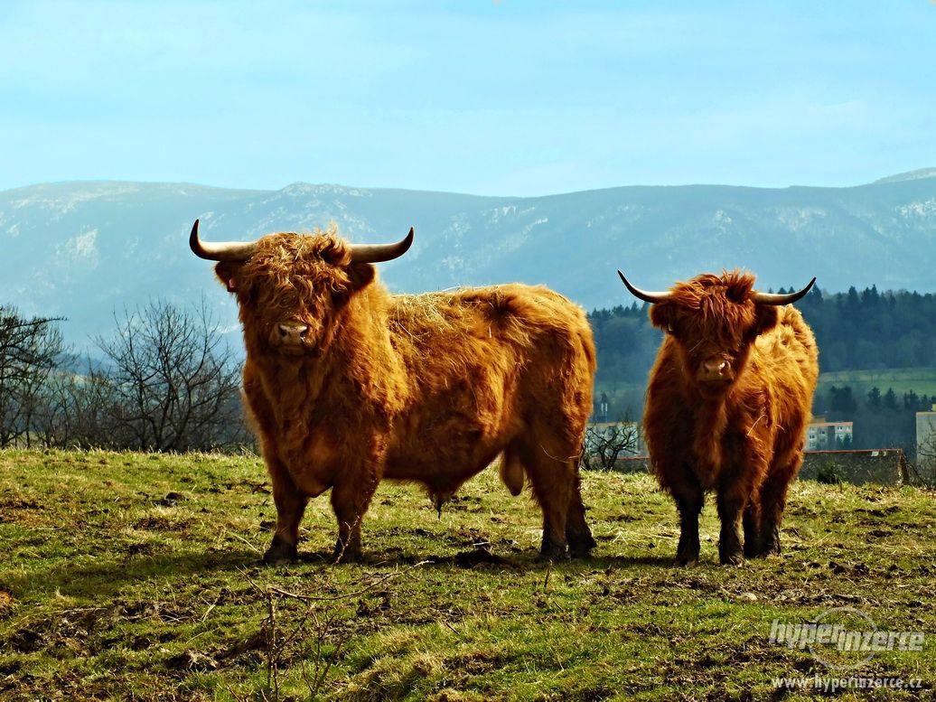 Highland Cattle - foto 1