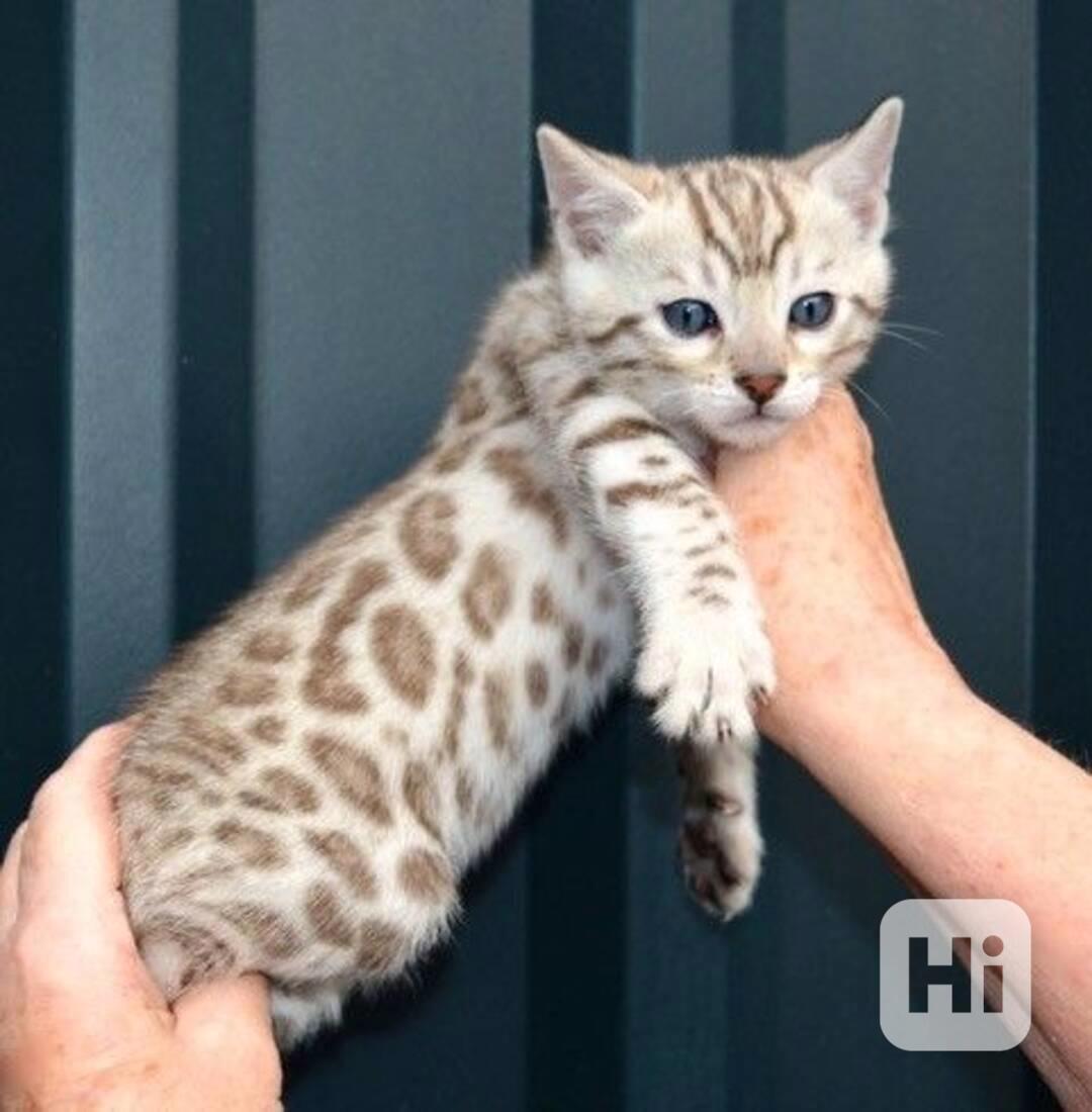 Bengálská kočka  - foto 1