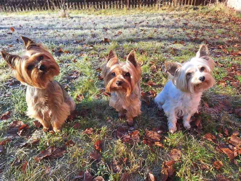 Jorkšírský teriér, Biewer yorkšírský teriér krytí,připuštění - foto 3