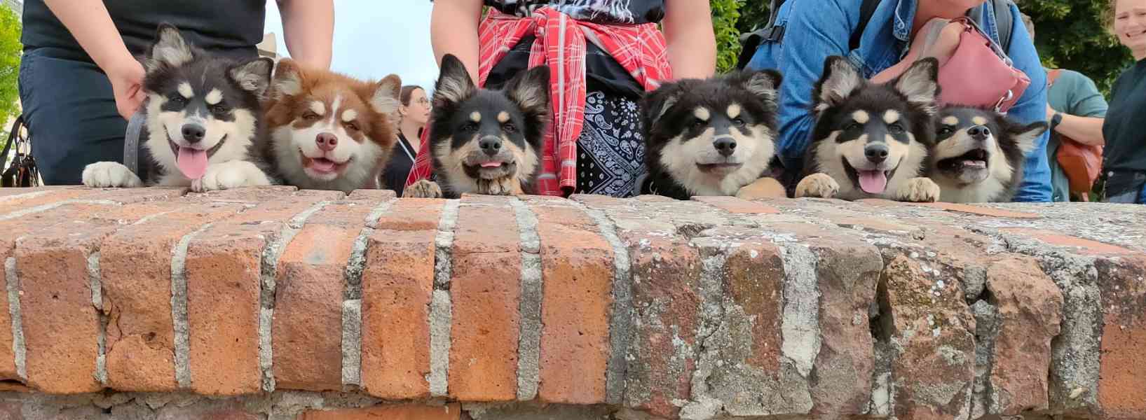 Poslední fenka Alisha plemene LAPINKOIRA  - foto 2