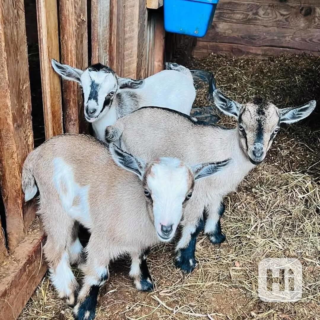 Prodám naprosto úžasné kozy - foto 1