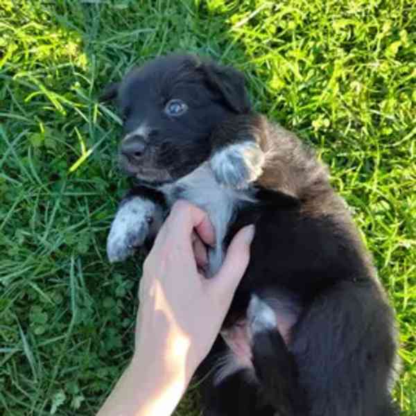 Štěňátka - border kolie+dlouhosrstý německý ovčák - foto 13