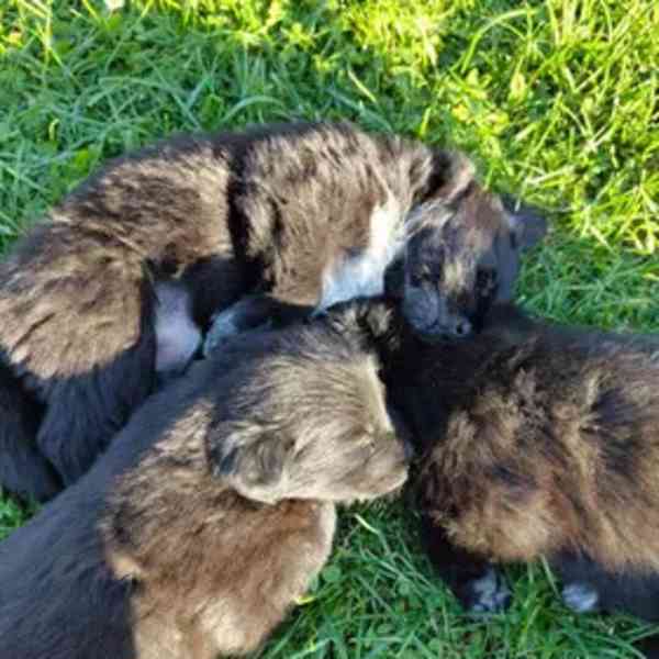 Štěňátka - border kolie+dlouhosrstý německý ovčák - foto 9