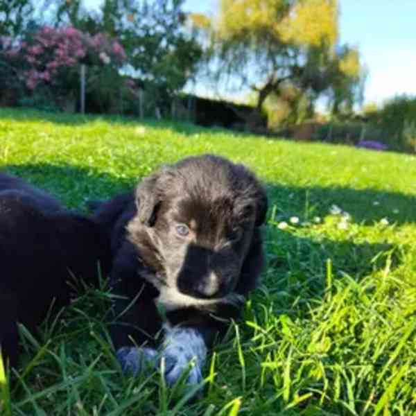 Štěňátka - border kolie+dlouhosrstý německý ovčák - foto 6