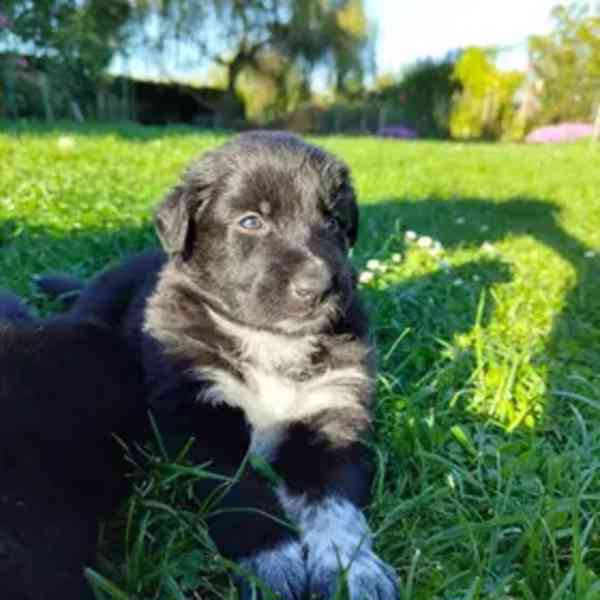Štěňátka - border kolie+dlouhosrstý německý ovčák - foto 1