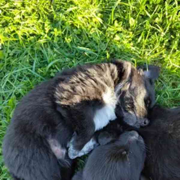 Štěňátka - border kolie+dlouhosrstý německý ovčák - foto 10