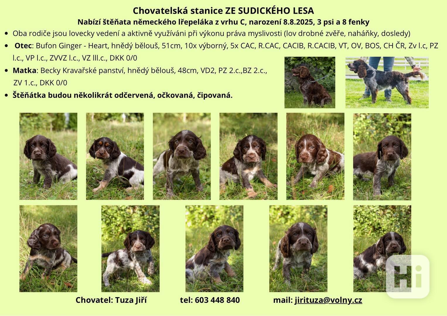 Štěňata německý  křepelák - foto 1