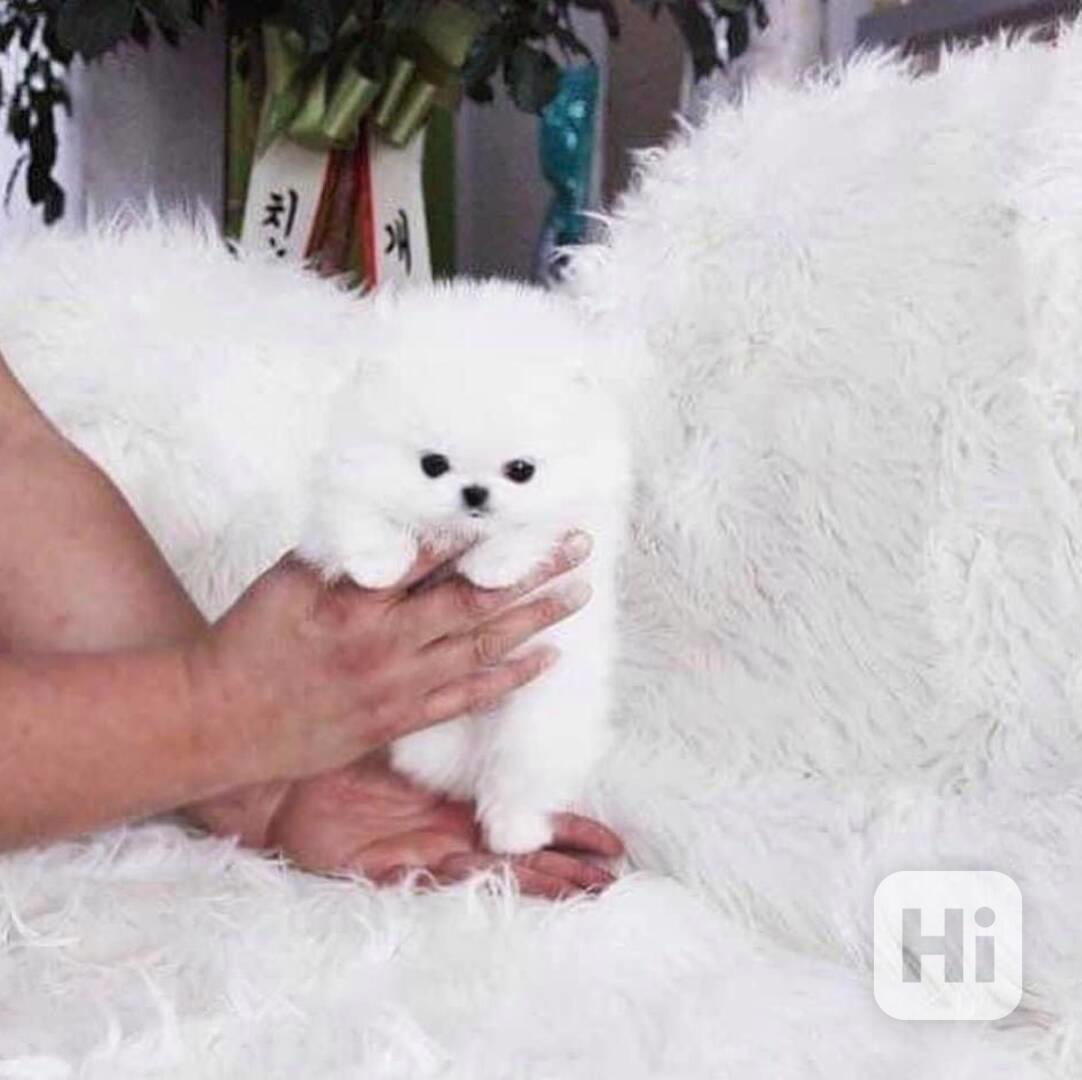 Štěňata pomeraniana T-Cup. whatsapp nás: +447490124950 - foto 1